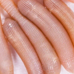 No Brand Appâts Vivants De Pêche En Mer - Vers Bibis Grande Taille X5