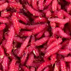 No Brand Appâts Vivants De Pêche , Gozzers Rouges 1/2 L