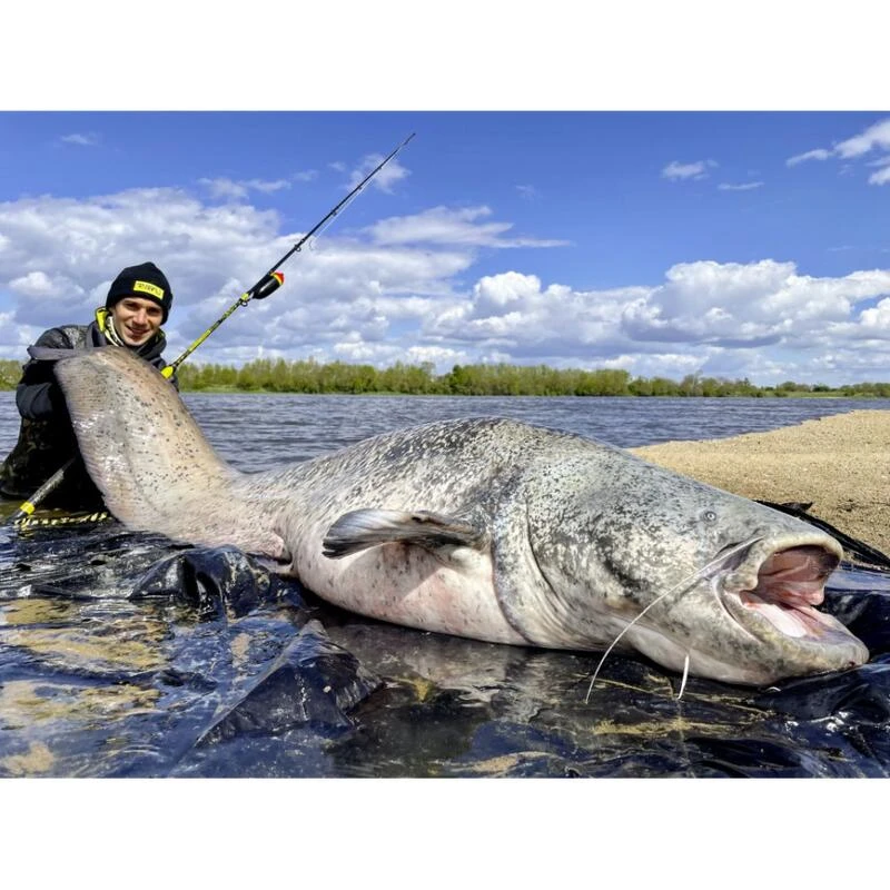 Canne Silure Black Cat Perfect Passion XH-S (510g - 3m20 - Max 350g - 2 - 160cm) – Image 4